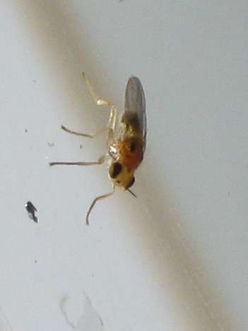 5mm, la prima 2010 Elachiptera bimaculata (Chloropidae)